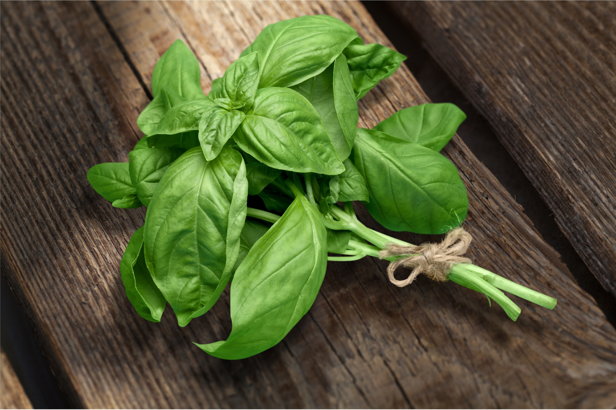 A small bunch of fresh basil leaves, tied with a string on a dark wood background.